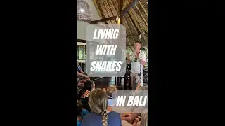 Living with Snakes in Bali
