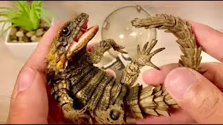 REALISTIC armadillo lizard! Opening Japanese Capsuletoy(gashapon)