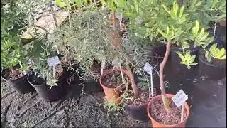 Adavo older citrus plants