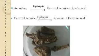 Pharmacogonosy of Aconite Root