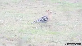 Eurasian hoopoe (Upupa epops) - Hoopoe Video - Hoopoe Bird - Birds Videos