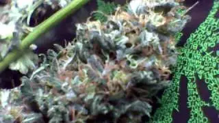 A few White Berry Nugs by Paradise Seeds