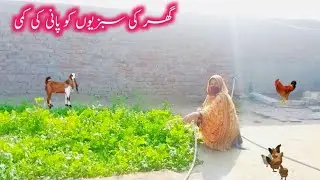 Punjabi Village Vlog | Ghar Ki Sabjiyon Ko Pani Ki Kami | Mona Bhuto