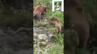 Deadly Bear Encounter: Male Attacks Female's Cubs #AnimalBehavior #ParentalCare #Infanticide#shorts