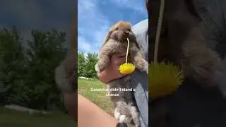 Dandelion didn't stand a chance #animalmemes #bunny #shorts #memes #dandelions
