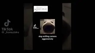 A dog sniffing loud meme