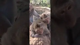 mother with baby monkey 2
