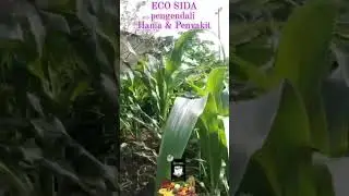 ECO Sida Pengendali Hama dan Penyakit untuk tanaman Jagung | PT. Best