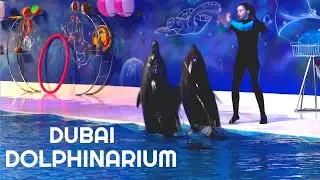 Dubai Dolphanarium || dolphinarium dubai || dubai dolphinarium swim with dolphins | creek park Dubai