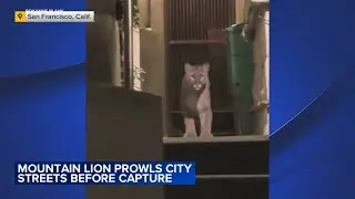 Mountain lion prowls city streets before capture