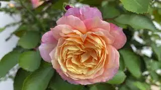 Rose - Life of the Party (Tree Rose)