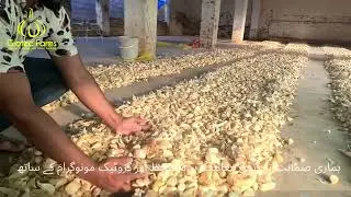 NARC Garlic G1 | Premium Quality Seed | GroTec Farms |