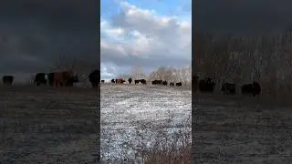 First now of the year in Missouri #snowfall #missouri #snowday #farmlife #countrylife