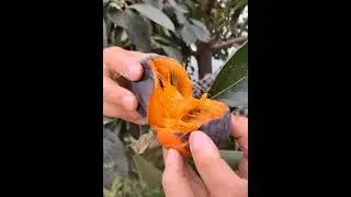 Farm Fresh Ninja Fruit Cutting | Oddly Satisfying Fruit Ninja #58