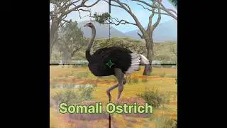 Ostrich hunting #hunter #animals #ostrich