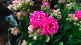A Test Video of DCKina's SharpEye Lens for iPhone 7 Plus / iPhone 7 (Flowers)