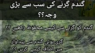 How to prevent wheat crop from lodging|Wheat lodging main issues|how we mistakr in wheat in booting