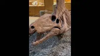 The Wyoming Dinosaur Center #rvlife #travelblogger #travel #explore #museum #dinosaur #sundayfunday