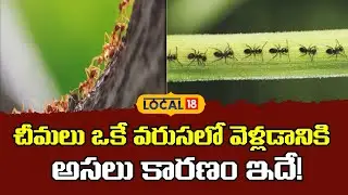 Why Do Ants Follow Each Other in a Single Line?| చీమలు ఒకే వరుసలో వెళ్లడానికి కారణం ఇదే!|#local18v