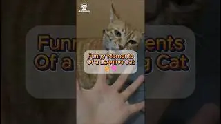 Funny Moments Of a Lagging Cat 🐱🧠