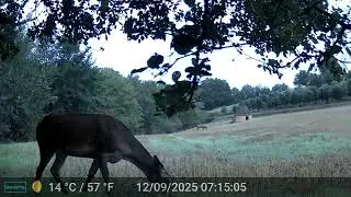 Saison du brame du cerf 2025 en Périgord Noir
