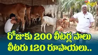 Desi Cow Milk Dairy Farm | రోజుకు 200 లీటర్ల పాలు..! లీటరు 120 రూపాయలు..!! Tone Agri
