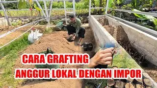 Grafting Local Grapes with Imported Grapes || OMAH AMPIRAN WONOLOPO