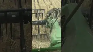 Mallee Harvest in full swing!