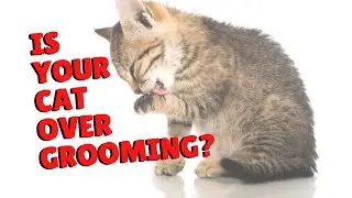 Help For Over Grooming Cats | Two Crazy Cat Ladies