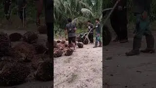 kurir sawit