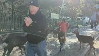 The Deer 🦌 bows it's head to be fed,,, 😔 in Japan.