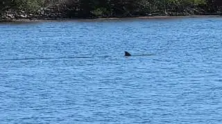 Dolphin Swims Slowly by Double Crested Cormorant Gator Creek Merritt Island National Wildlife Refuge