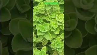 #Garden ideas #Reuse Recycle - 🍀