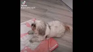 Zara &scaron;minkerica na čuvanju 🐾