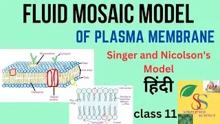 Fluid mosaic Model of Plasma membrane/ Singer and Nicolson's Model / class 11,in Hindi