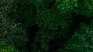 Travel WhatsApp status video | Jungle WhatsApp status video | Tree Nature WhatsApp status video |