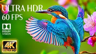 ANIMALS COLLECTION 4K Videos 60fps - Calming Music with Dolby Vision Film For Relaxation