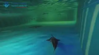 Rhynchobatus djiddensis (approx 100cm)
