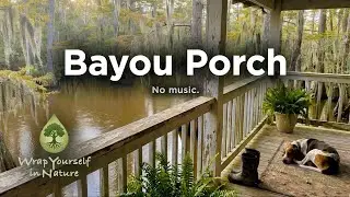 Bayou Porch &mdash; Relax Calm Ambient&mdash; 90min &mdash; No Music. Wrap Yourself In Nature.