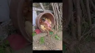 Dogs and piglets and ducks sleep together, what a group of pig and dog friends