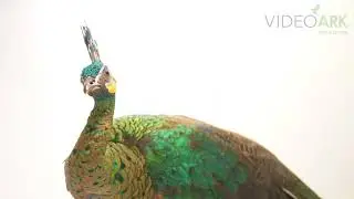 An endangered Indochinese green peafowl (Pavo muticus imperator) at the ACCB in Siem Reap, Cambodia.