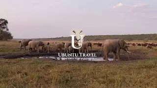 Elephants joining our drink stop at Matetsi Victoria Falls | Zimbabwe