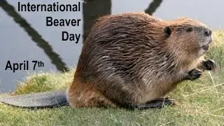 International Beaver Day - April 7