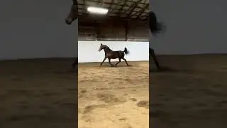 Equinox Aurora 11yo Morgan broodmare