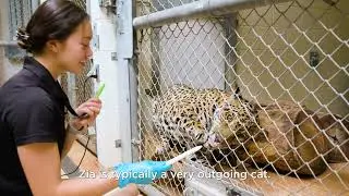 OKC Zoo Life - Meet Amalia!