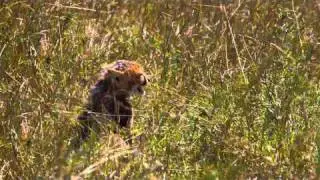 African Cats - Official Trailer [HD]