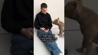 WB: 584791661 OZON: 2957364403 Яндекс Маркет: 4544274916 на нескользящий коврик Petnoriter