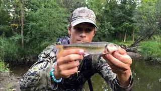 Fishing MICRO CREEKS for BIG Chubs and Green Sunfish!!