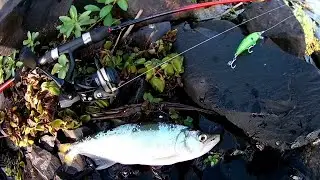 ⚠️SAICANGA no ULTRALIGHT - Pescaria de (Branca) na Lagoa dos Quadros RS