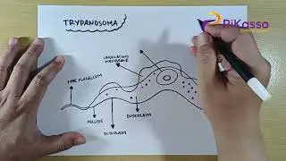 How to Draw Trypanosoma Sleeping Sickness